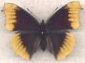 Nymphalis antiopa aberrantt (Internet Image property of respective owner, non-commercial use only)